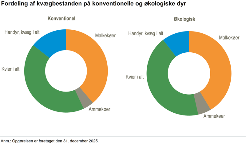 Hver tiende kreatur er økologisk